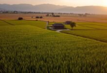 Harga Beras Turun Drastis, Petani Ungkap Penyebabnya