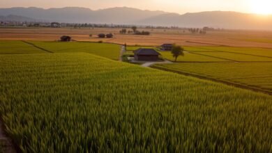Harga Beras Turun Drastis, Petani Ungkap Penyebabnya